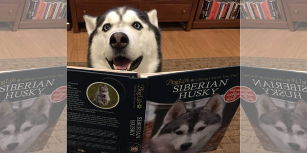 jonathan the husky reading