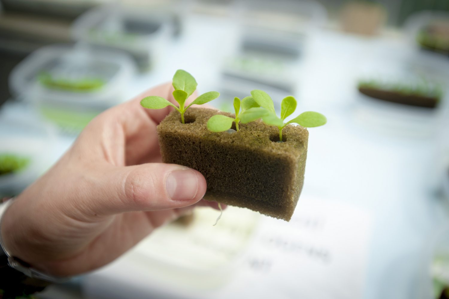 New Plant and Soil Health Center Named in Honor of Alum George Leigh Minor